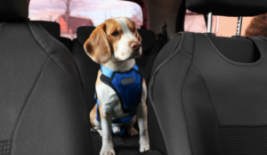Cane con cintura di sicurezza in auto