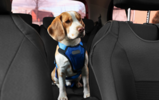 Cane con cintura di sicurezza in auto